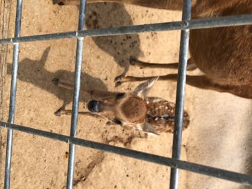 しろとり動物園に投稿された画像（2020/5/30）