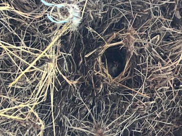 しろとり動物園に投稿された画像（2020/5/30）