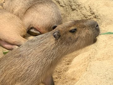 神戸どうぶつ王国に投稿された画像（2020/5/30）