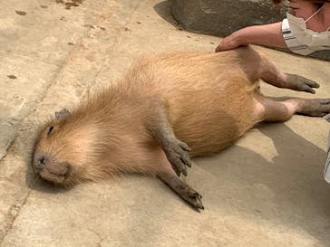 神戸どうぶつ王国に投稿された画像（2020/5/30）