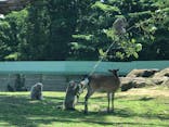 群馬サファリパークに投稿された画像（2020/5/30）