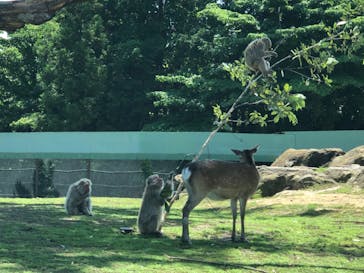 群馬サファリパークに投稿された画像（2020/5/30）