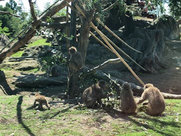 群馬サファリパークに投稿された画像（2020/5/30）