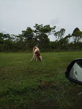 マザー牧場に投稿された画像（2020/5/31）