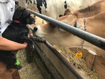 成田ゆめ牧場に投稿された画像（2020/5/31）