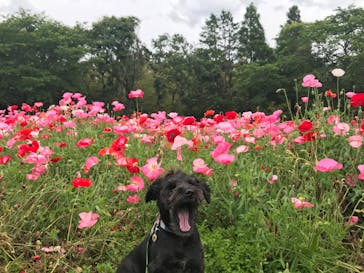 成田ゆめ牧場に投稿された画像（2020/5/31）