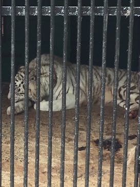 しろとり動物園に投稿された画像（2020/5/31）