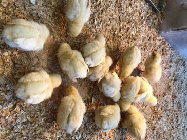 Moff animal cafe MARKIS 福岡ももち店に投稿された画像（2020/5/31）