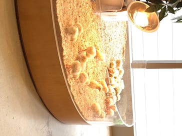 Moff animal cafe MARKIS 福岡ももち店に投稿された画像（2020/5/31）