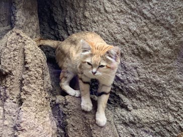 神戸どうぶつ王国に投稿された画像（2020/5/31）