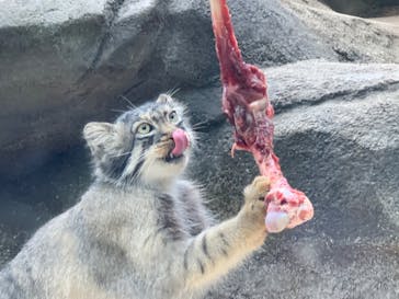 神戸どうぶつ王国に投稿された画像（2020/5/31）