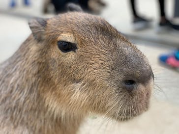 神戸どうぶつ王国に投稿された画像（2020/5/31）