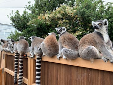 神戸どうぶつ王国に投稿された画像（2020/5/31）