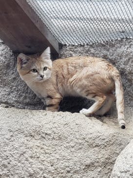 神戸どうぶつ王国に投稿された画像（2020/5/31）