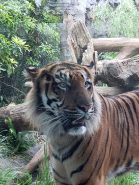 神戸どうぶつ王国に投稿された画像（2020/5/31）