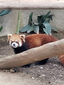 神戸どうぶつ王国に投稿された画像（2020/5/31）