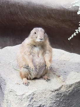 神戸どうぶつ王国に投稿された画像（2020/5/31）