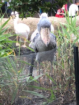 神戸どうぶつ王国に投稿された画像（2020/5/31）