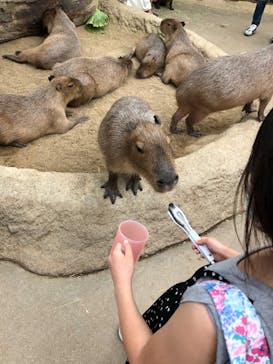 神戸どうぶつ王国に投稿された画像（2020/5/31）