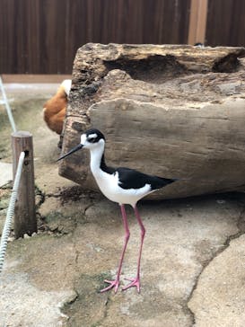 神戸どうぶつ王国に投稿された画像（2020/5/31）