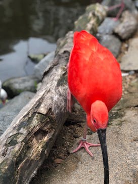 神戸どうぶつ王国に投稿された画像（2020/5/31）