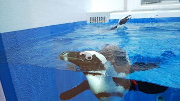 四国水族館に投稿された画像（2020/6/1）