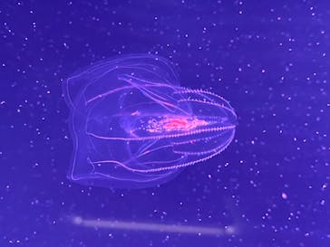 四国水族館に投稿された画像（2020/6/1）