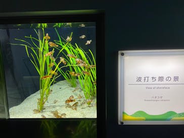 四国水族館に投稿された画像（2020/6/1）