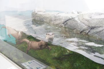 四国水族館に投稿された画像（2020/6/1）