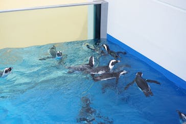 四国水族館に投稿された画像（2020/6/1）