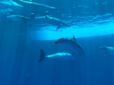 四国水族館に投稿された画像（2020/6/2）