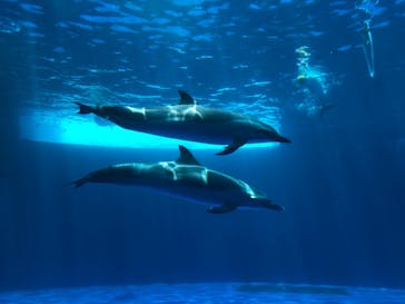 四国水族館に投稿された画像（2020/6/2）