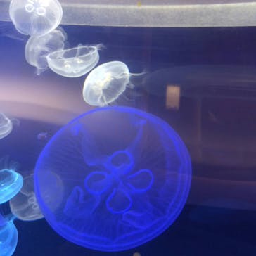 四国水族館に投稿された画像（2020/6/2）