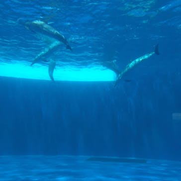 四国水族館に投稿された画像（2020/6/2）