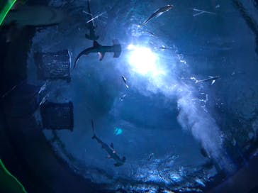 四国水族館に投稿された画像（2020/6/3）