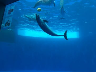 四国水族館に投稿された画像（2020/6/3）