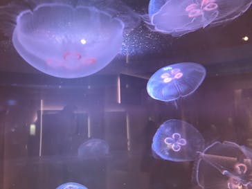 四国水族館に投稿された画像（2020/6/3）