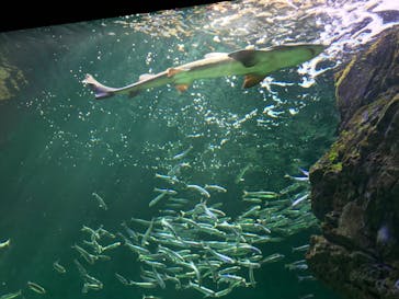 四国水族館に投稿された画像（2020/6/3）