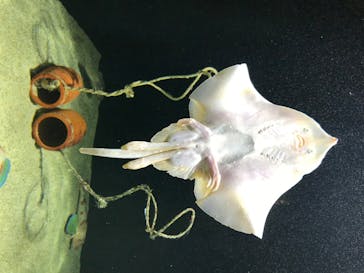 四国水族館に投稿された画像（2020/6/3）