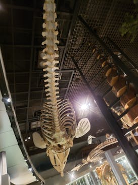 国立科学博物館に投稿された画像（2020/6/3）