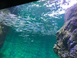 四国水族館に投稿された画像（2020/6/3）