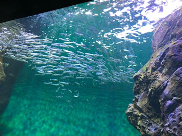 四国水族館に投稿された画像（2020/6/3）