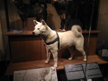 国立科学博物館に投稿された画像（2020/6/3）