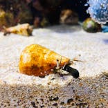 四国水族館に投稿された画像（2020/6/5）