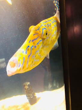 四国水族館に投稿された画像（2020/6/5）