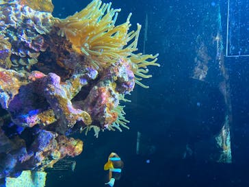 四国水族館に投稿された画像（2020/6/5）