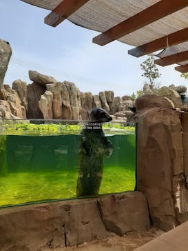 神戸どうぶつ王国に投稿された画像（2020/6/5）