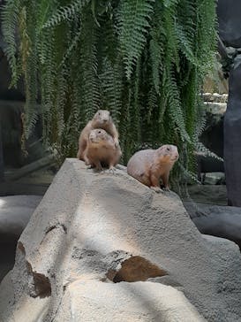 神戸どうぶつ王国に投稿された画像（2020/6/5）