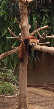 神戸どうぶつ王国に投稿された画像（2020/6/6）