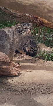 神戸どうぶつ王国に投稿された画像（2020/6/6）